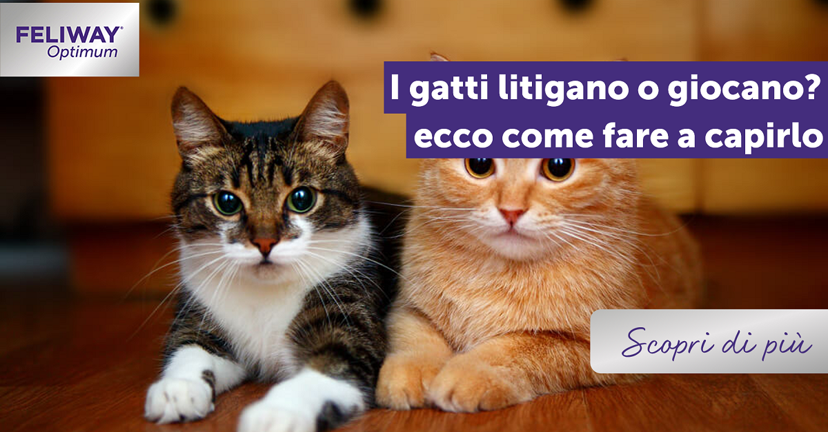 I gatti litigano o giocano? Ecco come fare a capirlo