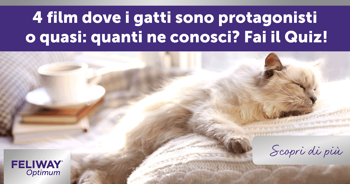 4 film dove i gatti sono protagonisti o quasi: quanti ne conosci? Fai il Quiz!
