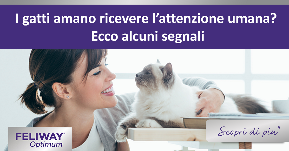 I gatti amano ricevere l’attenzione umana? Ecco alcuni segnali