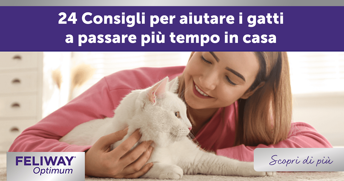 24 Consigli per aiutare i gatti a passare più tempo in casa