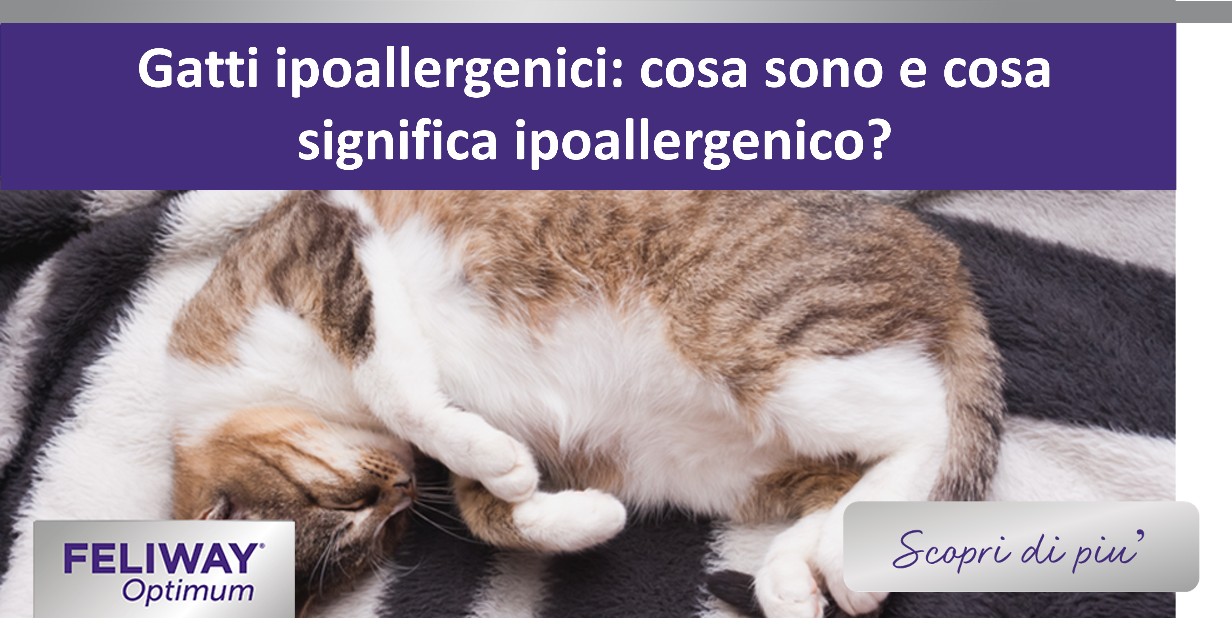 Gatti ipoallergenici: cosa sono e cosa significa ipoallergenico?