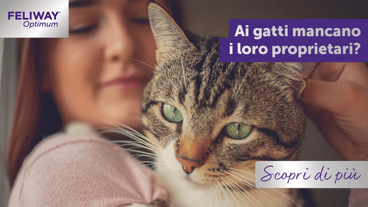 I gatti sentono la mancanza del loro "umano"?