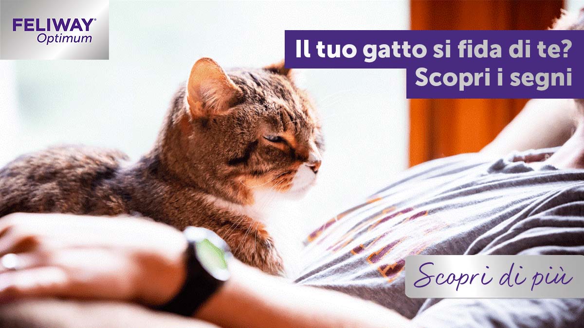 La fiducia del gatto: il tuo batuffolo si fida di te? Scopri i segnali