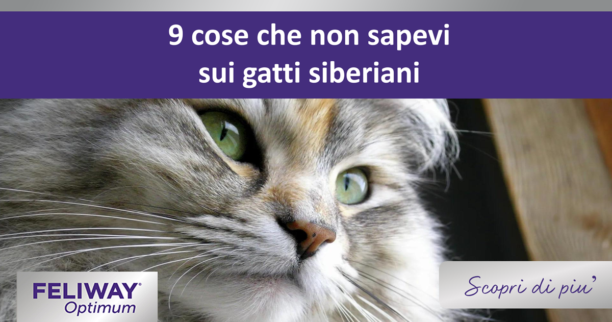 9 cose che non sapevi sui gatti siberiani
