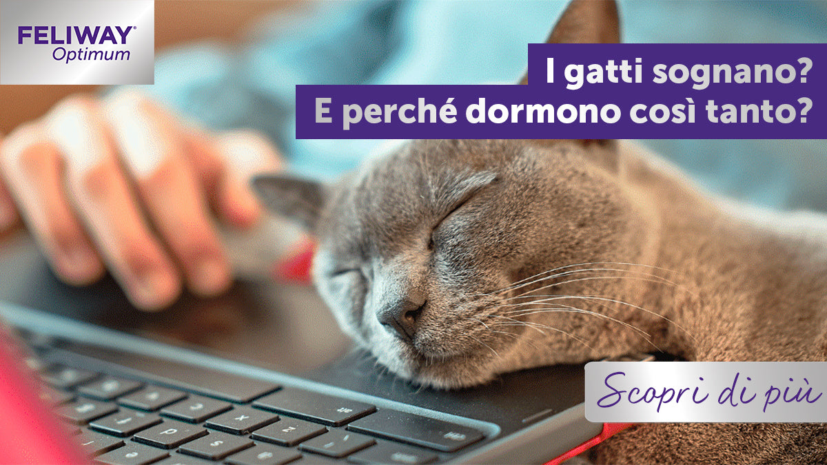 I gatti sognano? E perché dormono così tanto?