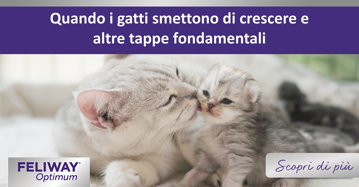 Quando i gatti smettono di crescere e altre tappe fondamentali