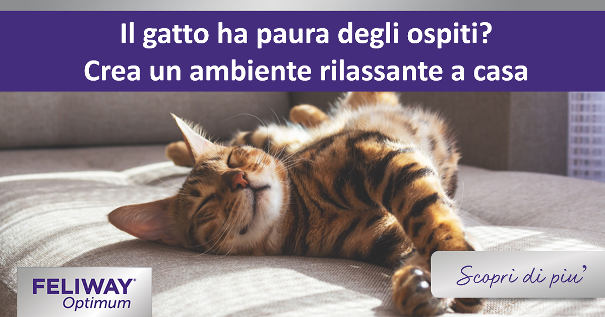 Il gatto ha paura degli ospiti? Crea un ambiente rilassante a casa