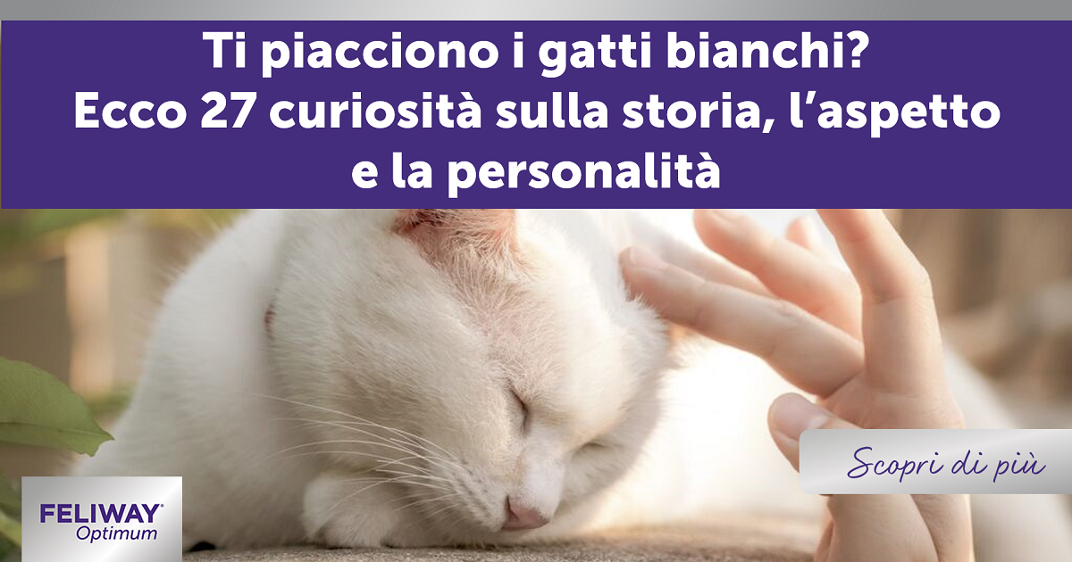 27 curiosità sui gatti Russian White!