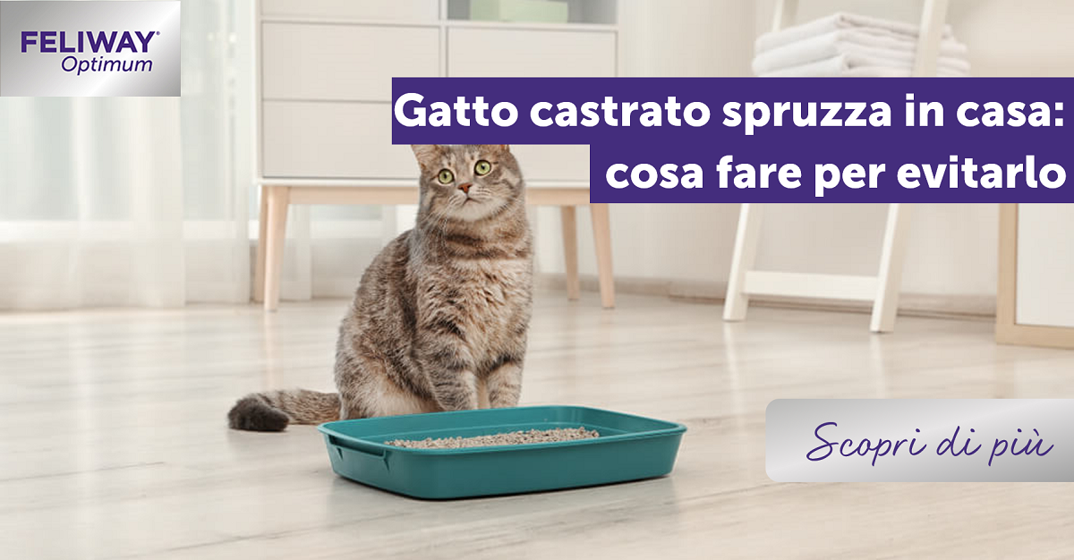 Gatto castrato spruzza in casa: Cosa fare per evitarlo