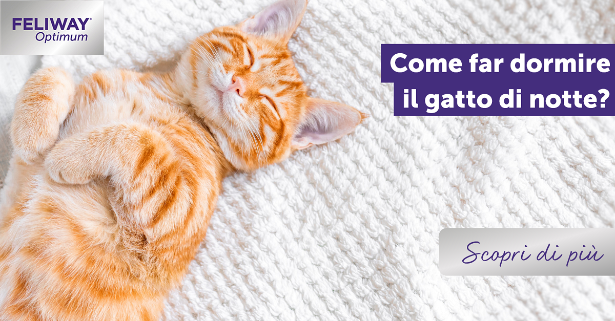 Come far dormire il gatto di notte?