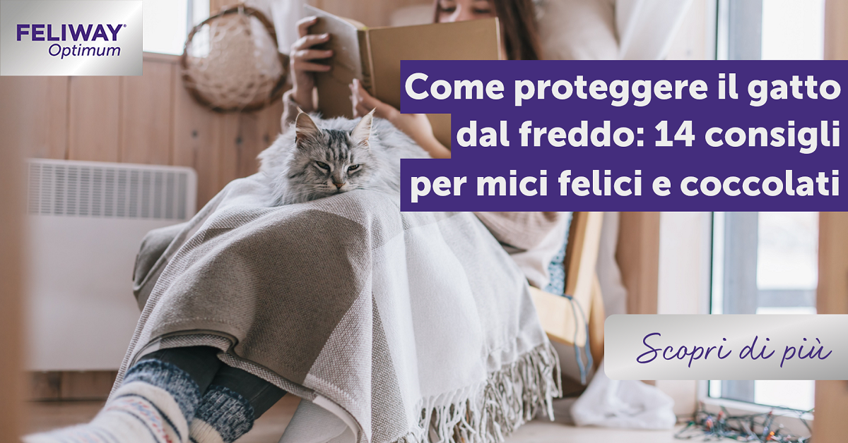 Come proteggere il gatto dal freddo con 14 consigli