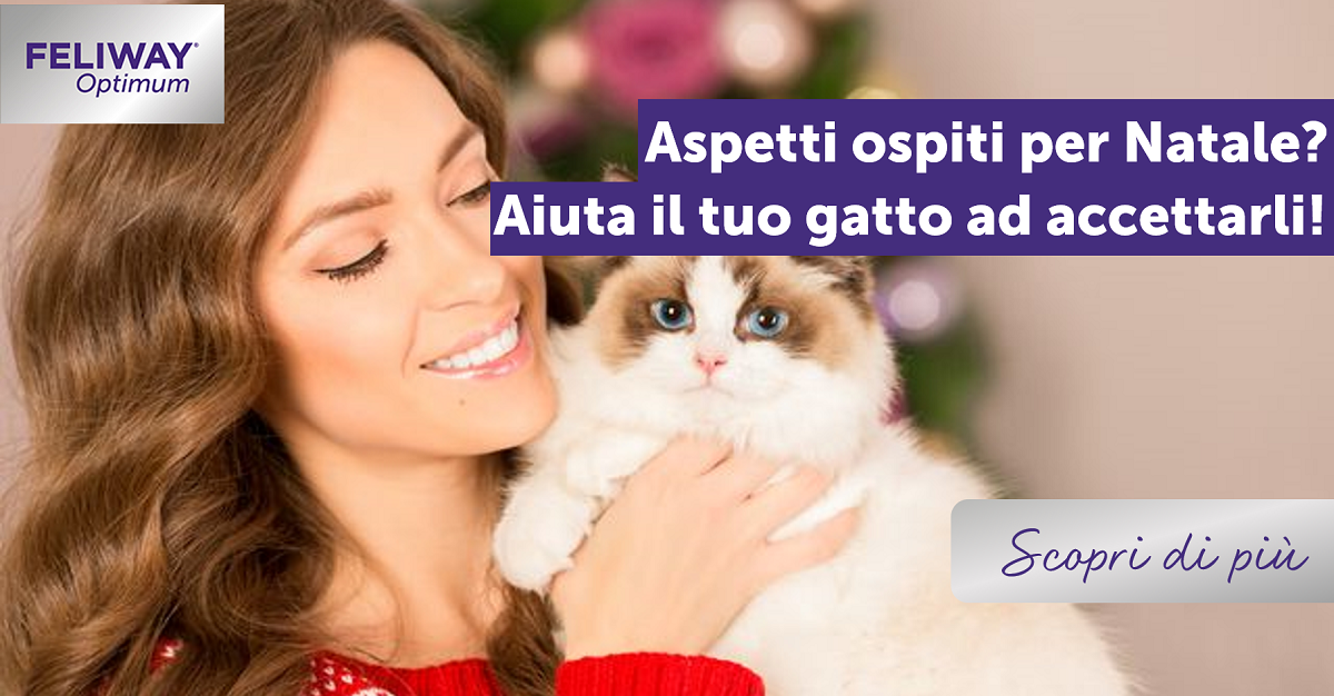 Aspetti ospiti per Natale? Aiuta il tuo gatto ad accettarli!