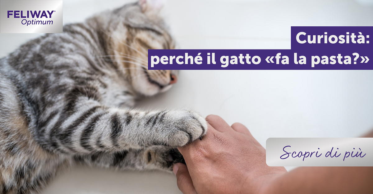 Curiosità: perché il gatto “fa la pasta”?