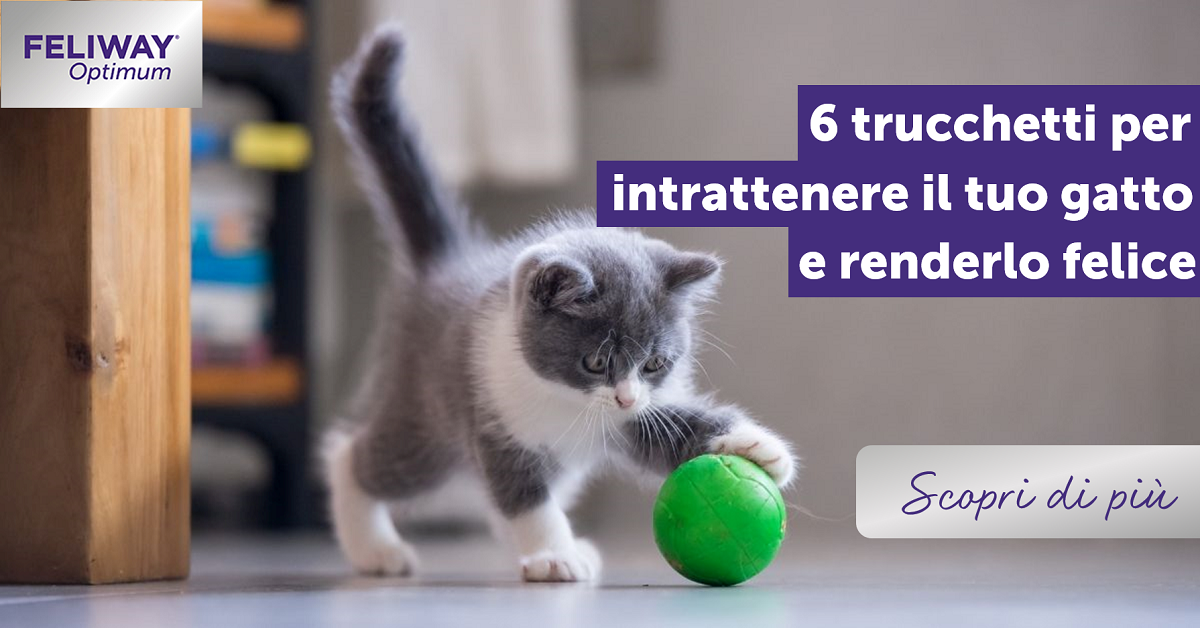 6 trucchetti per intrattenere il tuo gatto e renderlo felice