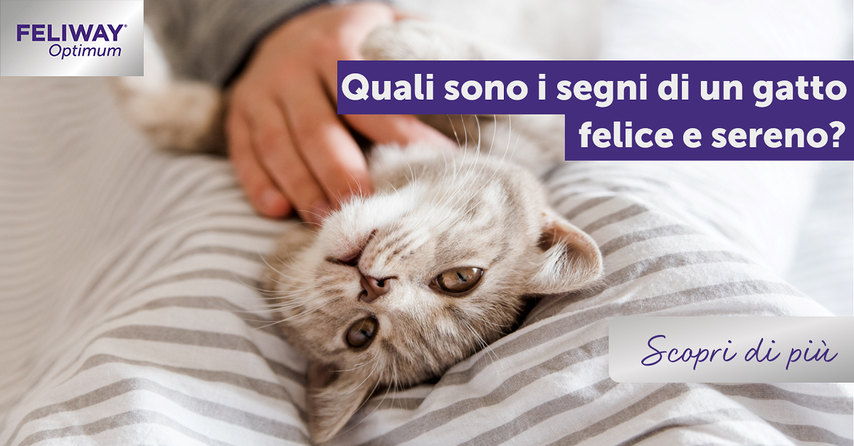 Quali sono i segni di un gatto felice e sereno?
