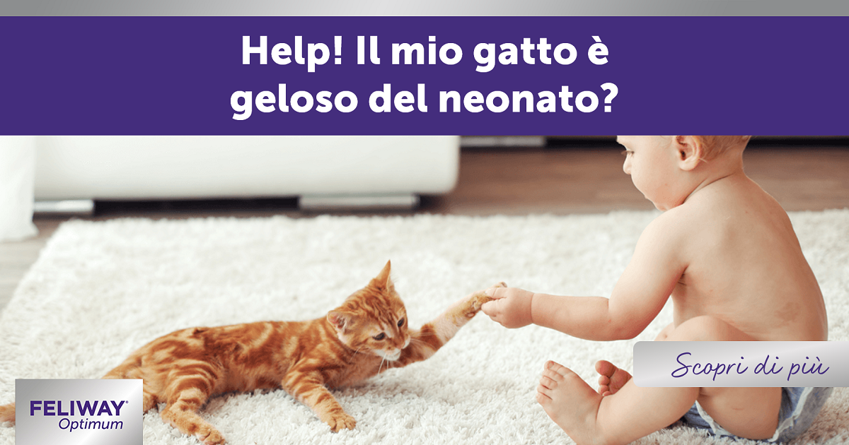 Help! Il mio gatto è geloso del neonato?