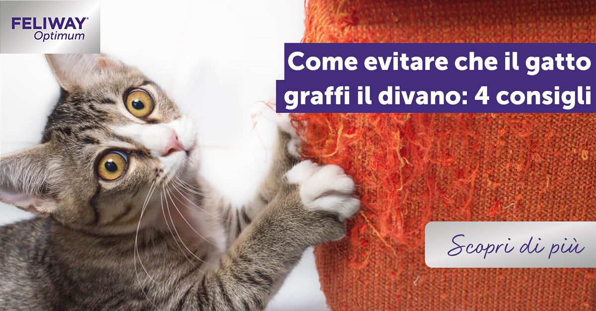 Come evitare che il gatto graffi il divano: 4 consigli