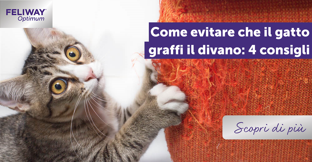 Come evitare che il gatto graffi il divano: 4 consigli –