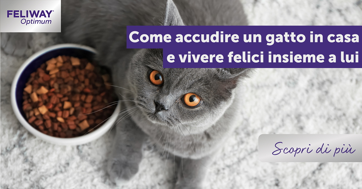 Come accudire un gatto in casa e vivere felici insieme a lui