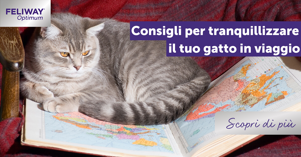 Consigli per tranquillizzare il gatto in viaggio