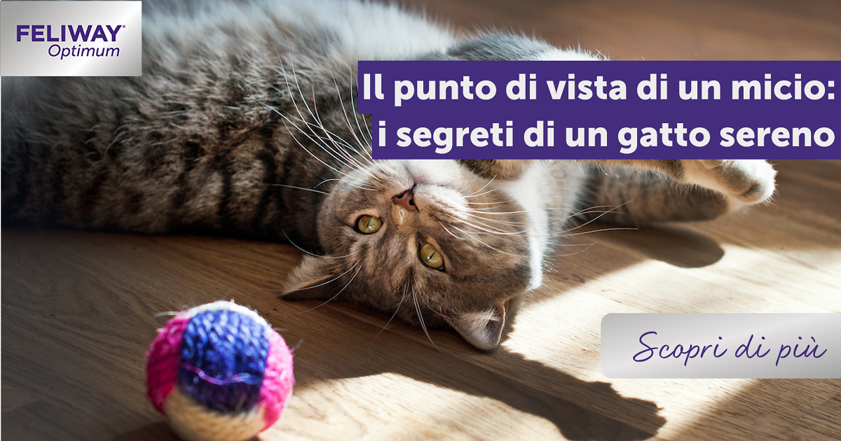 Il punto di vista di un micio: I segreti di un gatto sereno!