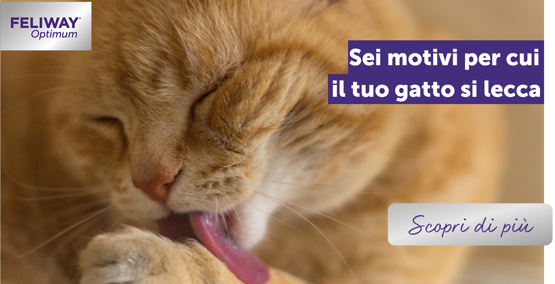 Sei motivi per cui il tuo gatto si lecca