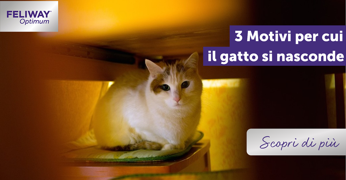 3 Motivi per cui il gatto si nasconde