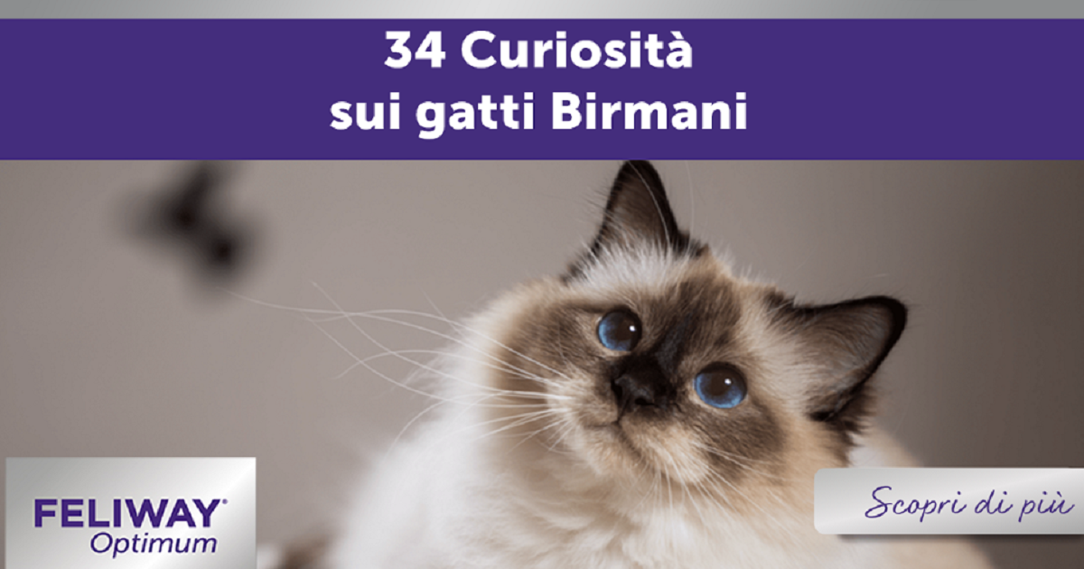 curiosità sul gatto birmano