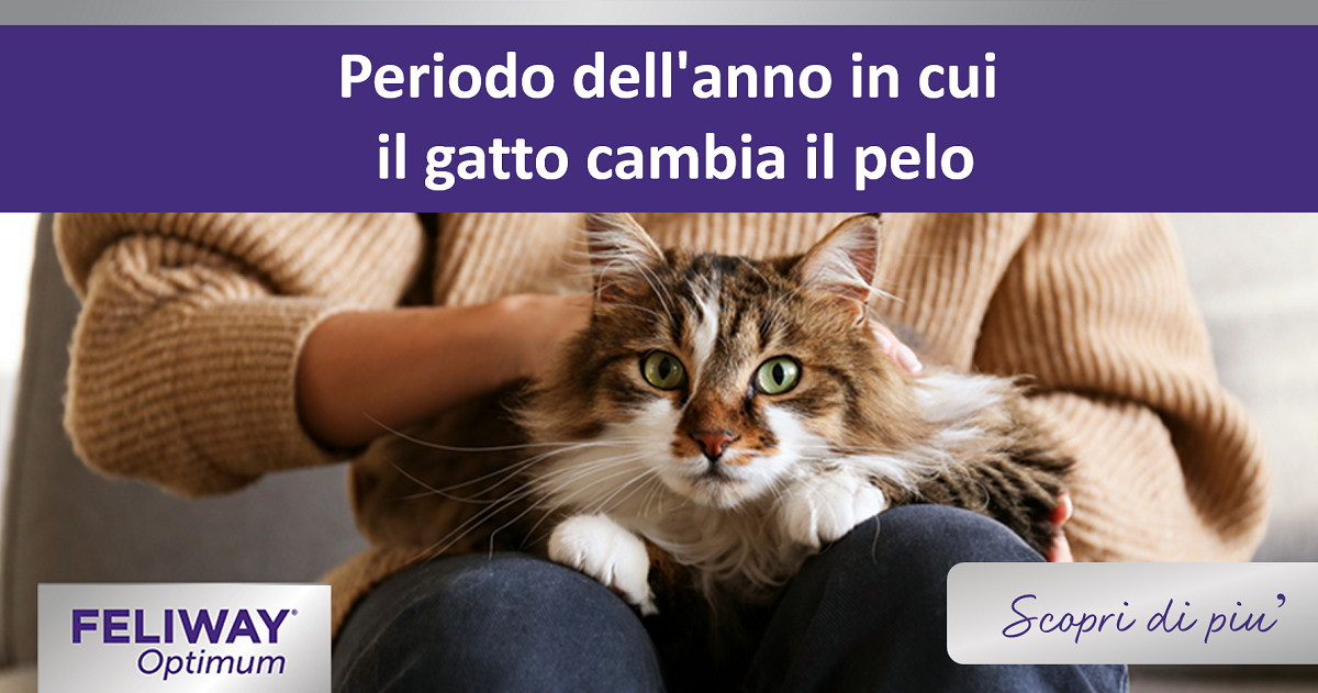 Periodo dell'anno in cui il gatto cambia il pelo