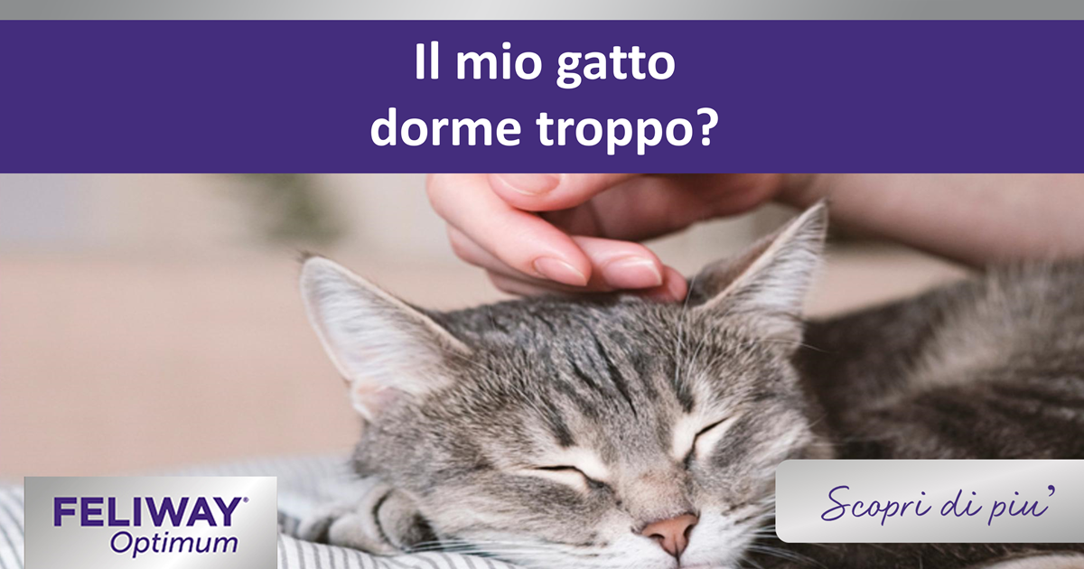 Il mio gatto dorme troppo?