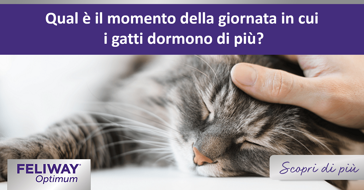 Qual è il momento della giornata in cui i gatti dormono di più?