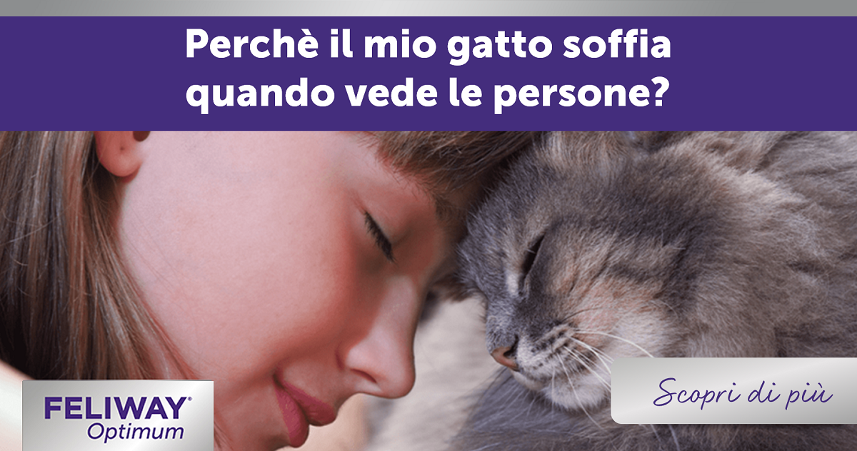 Perché il mio gatto soffia quando vede le persone?