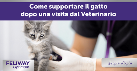 Come supportare il gatto dopo una visita dal Veterinario