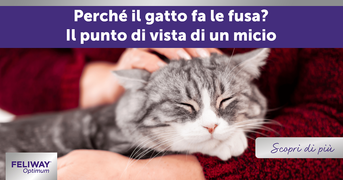 Perché il gatto fa le fusa? Il punto di vista di un micio!