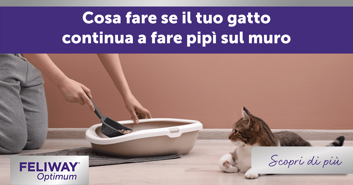 Cosa fare se il tuo gatto continua a fare pipì sul muro