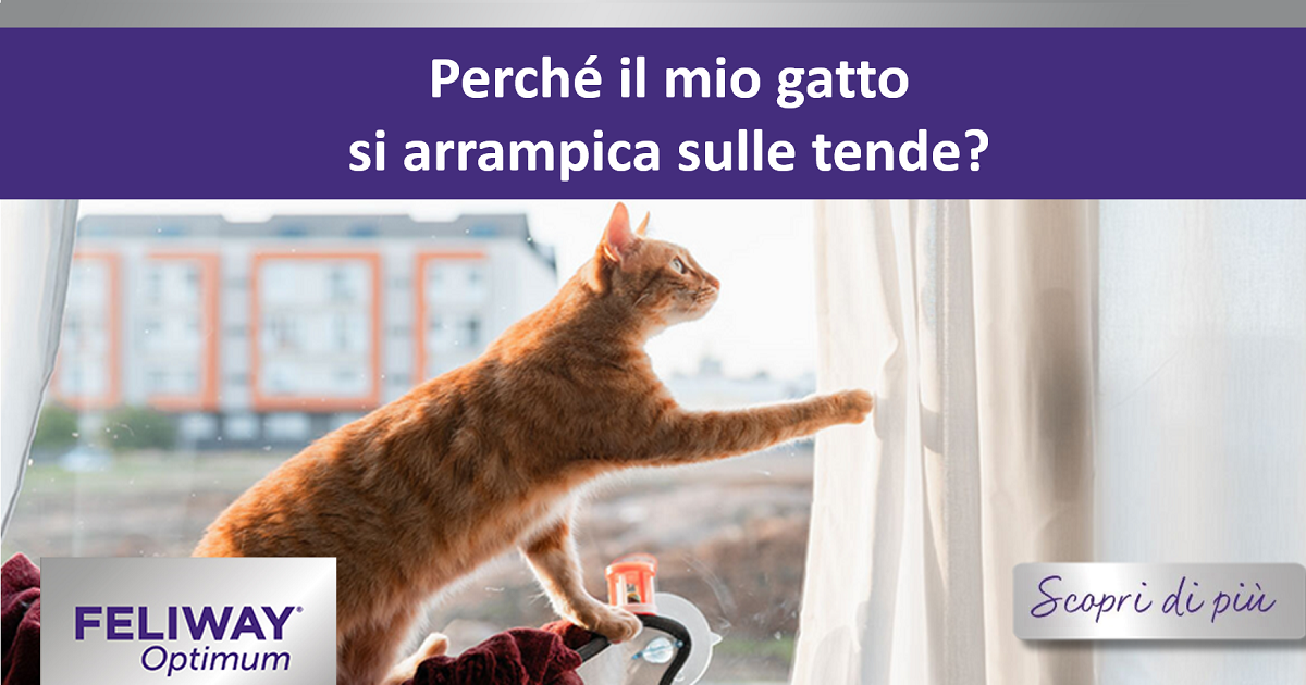 Perché il mio gatto si arrampica sulle tende?
