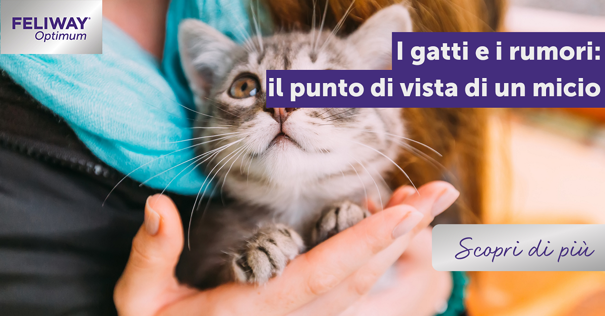 I gatti e i rumori: il punto di vista di un micio