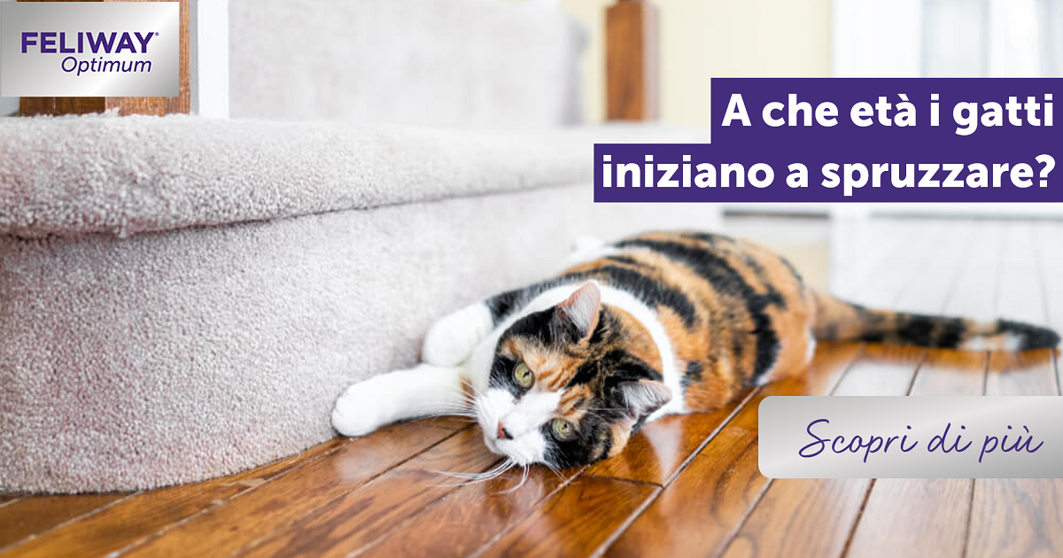 A che età i gatti iniziano a spruzzare?