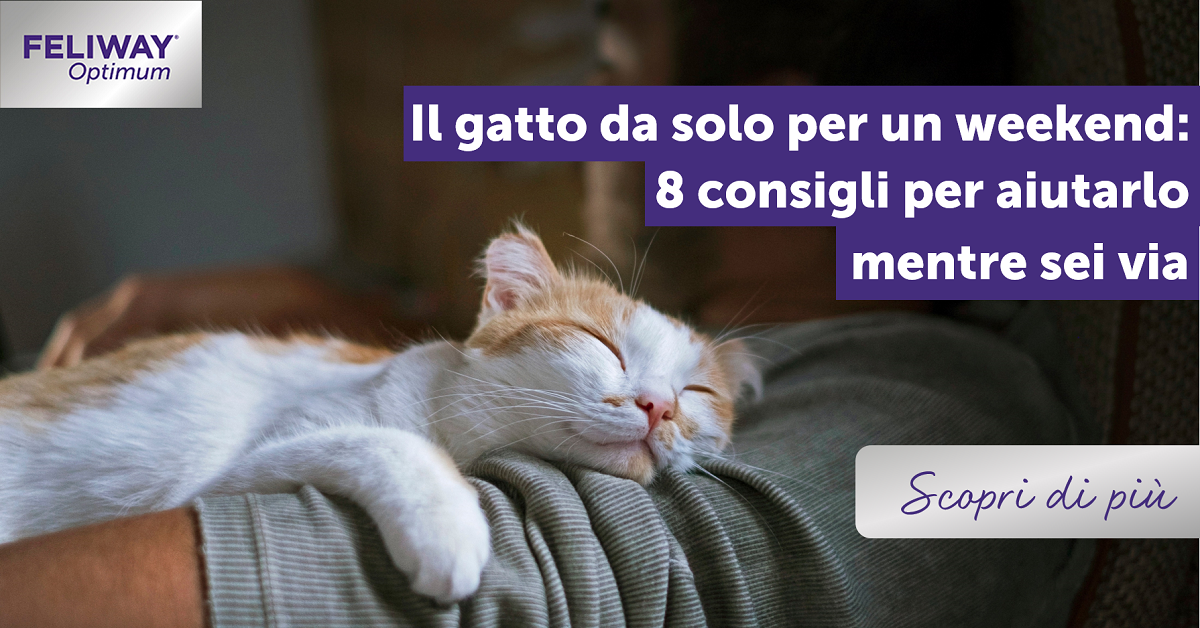Il gatto da solo per un weekend? I consigli per aiutarlo