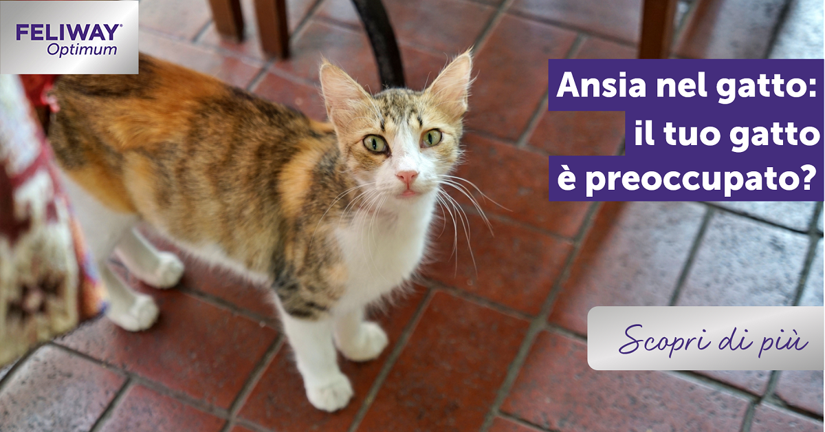 Sintomi di ansia nel gatto: il tuo micio è preoccupato?