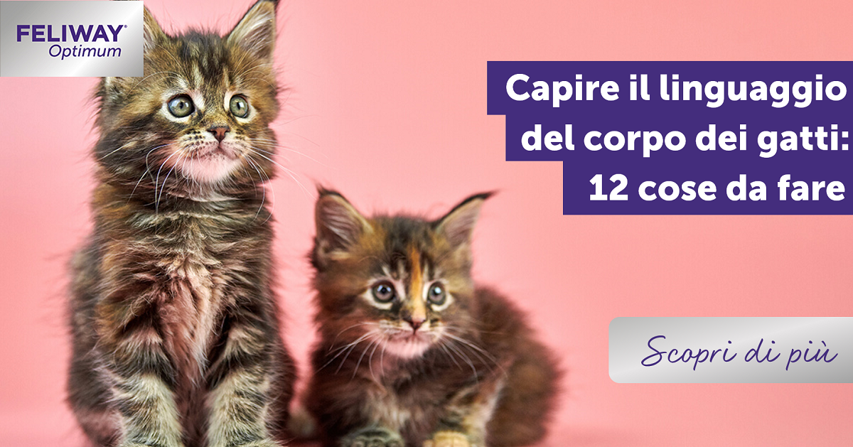 Capire il linguaggio del corpo dei gatti: 12 cose da sapere