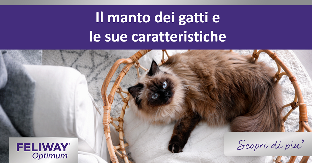 Il manto dei gatti e le sue caratteristiche