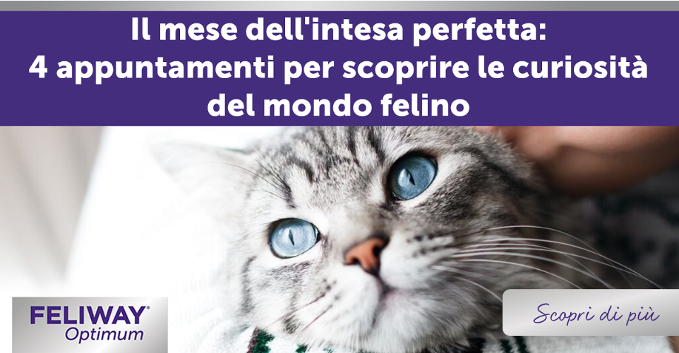 Il mese dell'intesa perfetta: 4 appuntamenti per scoprire le curiosità del mondo felino