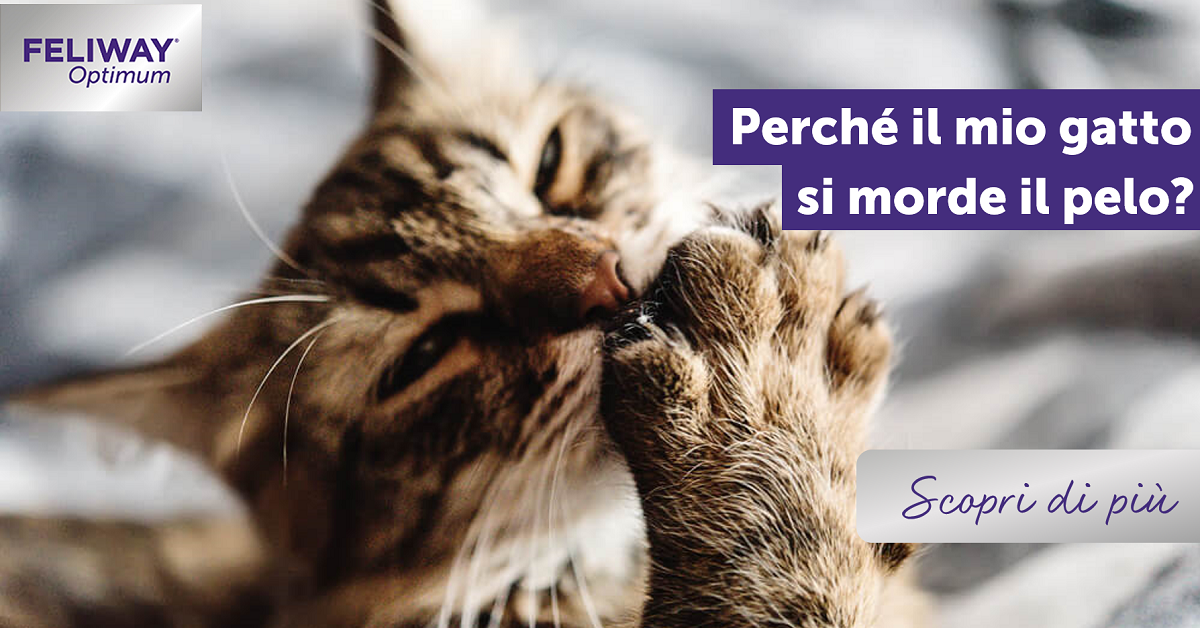 Perché il mio gatto si morde il pelo?