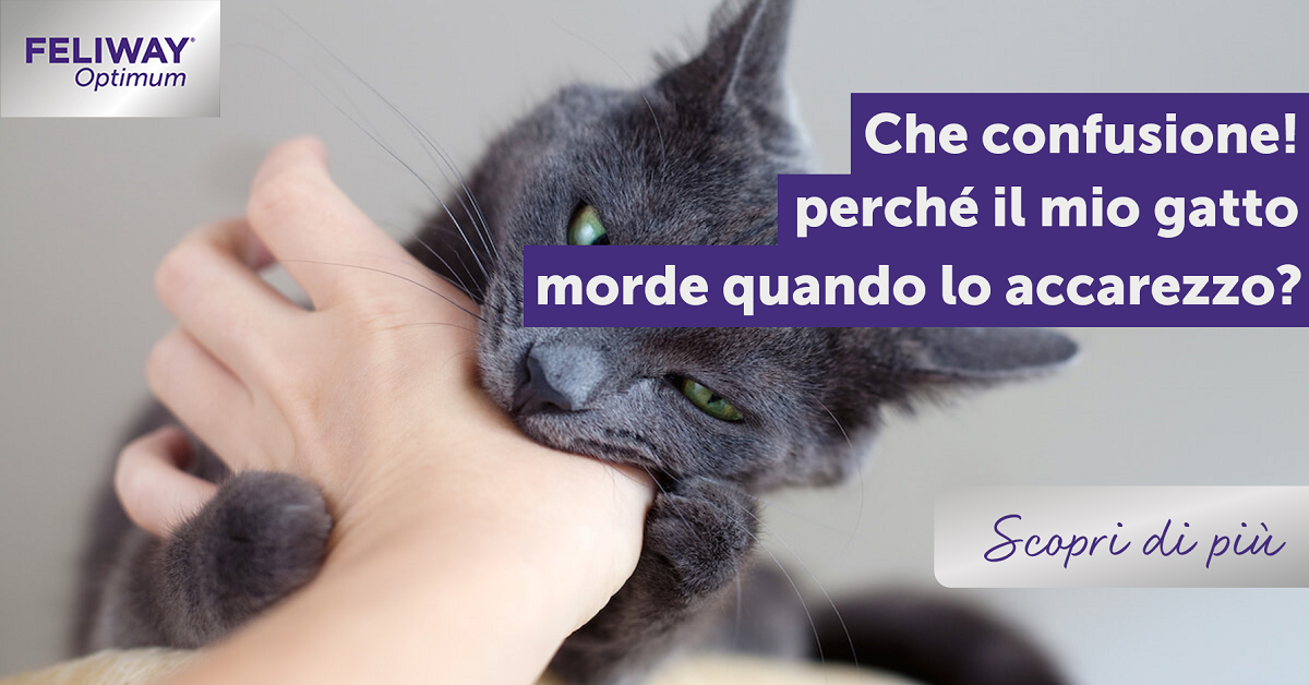 Che confusione! Perché il mio gatto morde quando lo accarezzo?