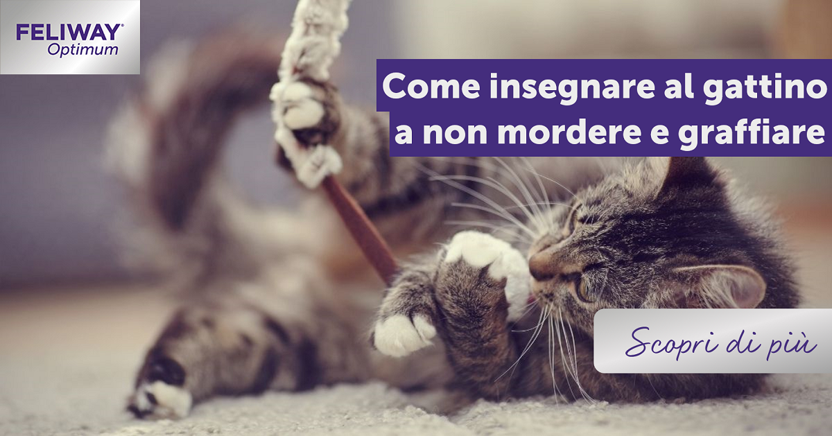 Come insegnare al gattino a non mordere e graffiare