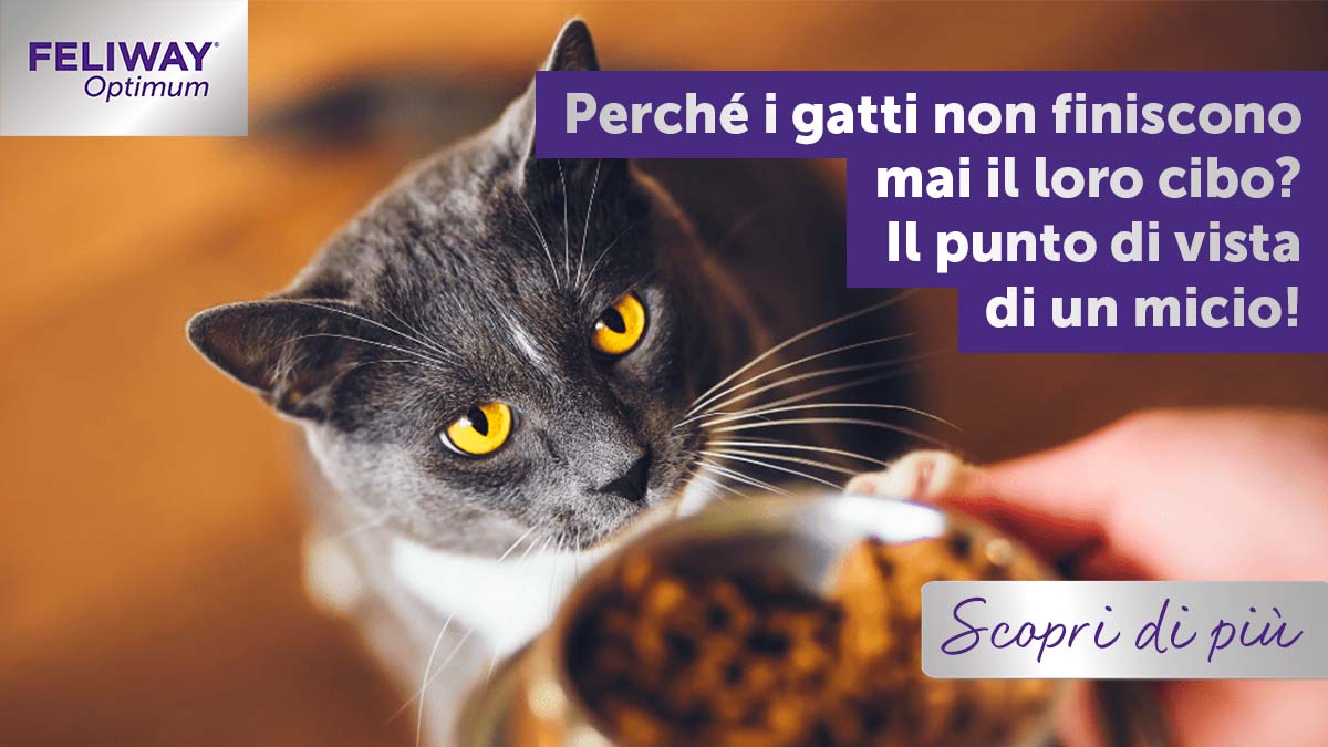 Perché i gatti non finiscono mai il loro cibo? Il suo punto di vista!