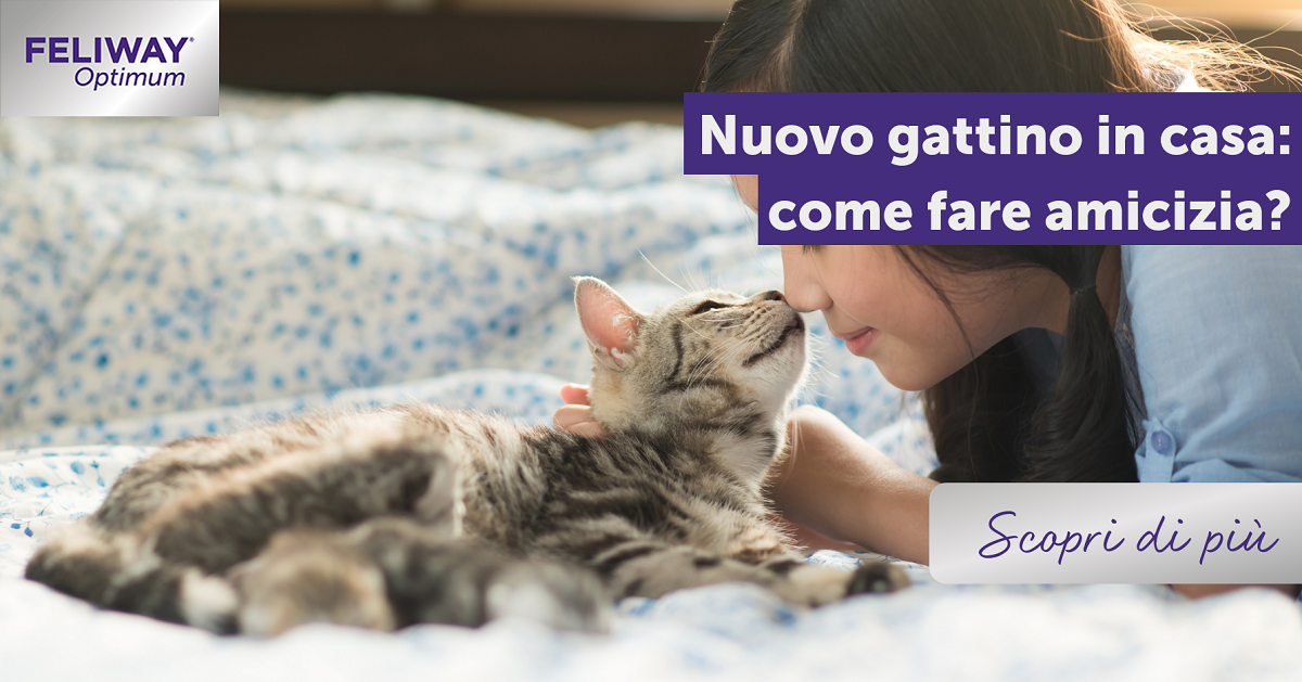 Nuovo gattino in casa: come fare amicizia?