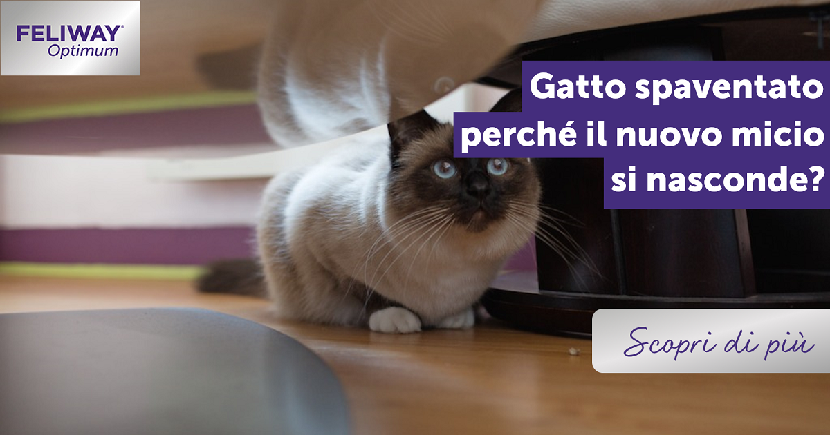 Gatto spaventato: perché il nuovo micio si nasconde?
