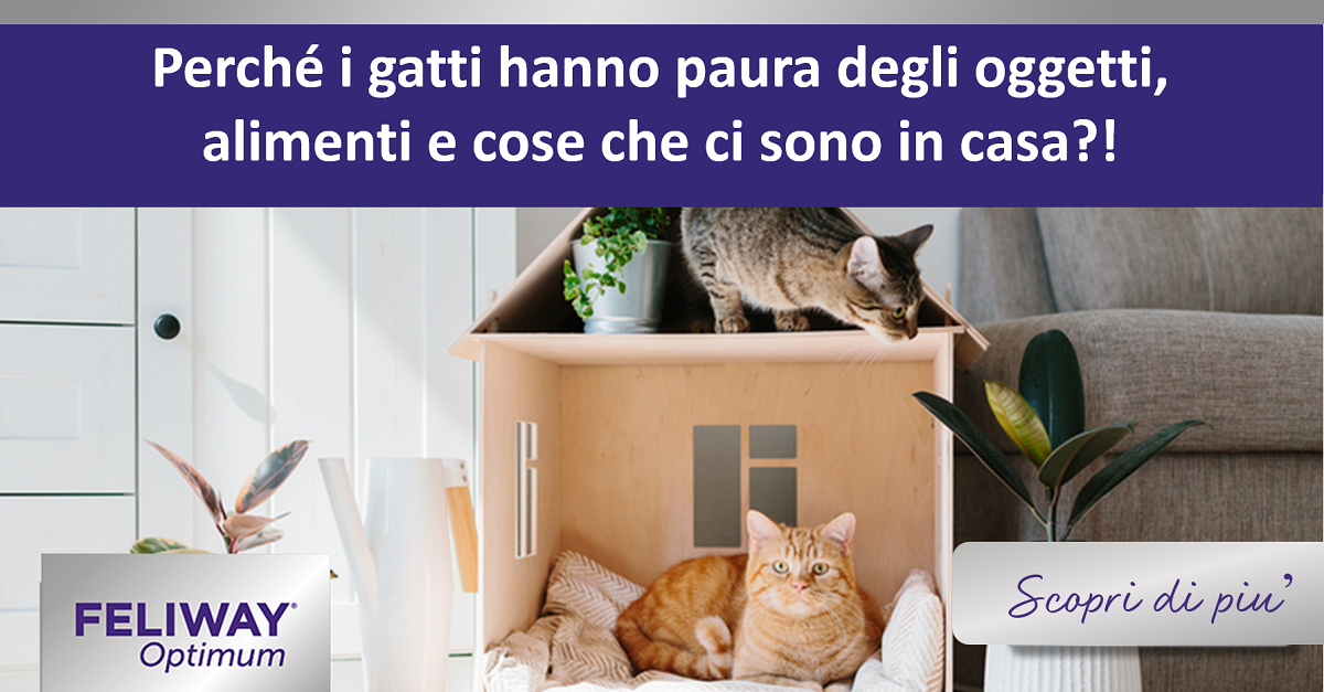 Perché i gatti hanno paura degli oggetti, alimenti e cose che ci sono in casa?
